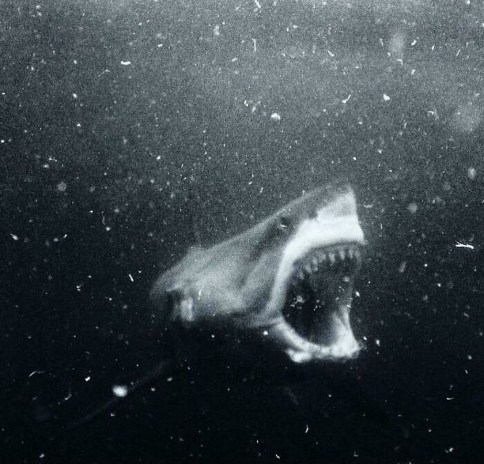 Tiburón con boca abierta en aguas oscuras, una de las creaciones de la madre naturaleza que da miedo.