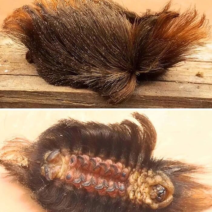 Oruga peluda con apariencia aterradora que muestra creaciones de la madre naturaleza que inspiran miedo.