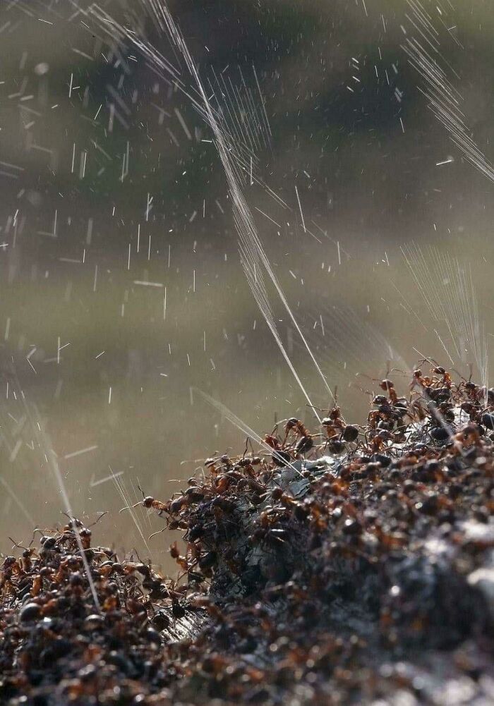 Hormigas expulsando chorros de líquido en un entorno natural, mostrando creaciones de la madre naturaleza que inspiran miedo.