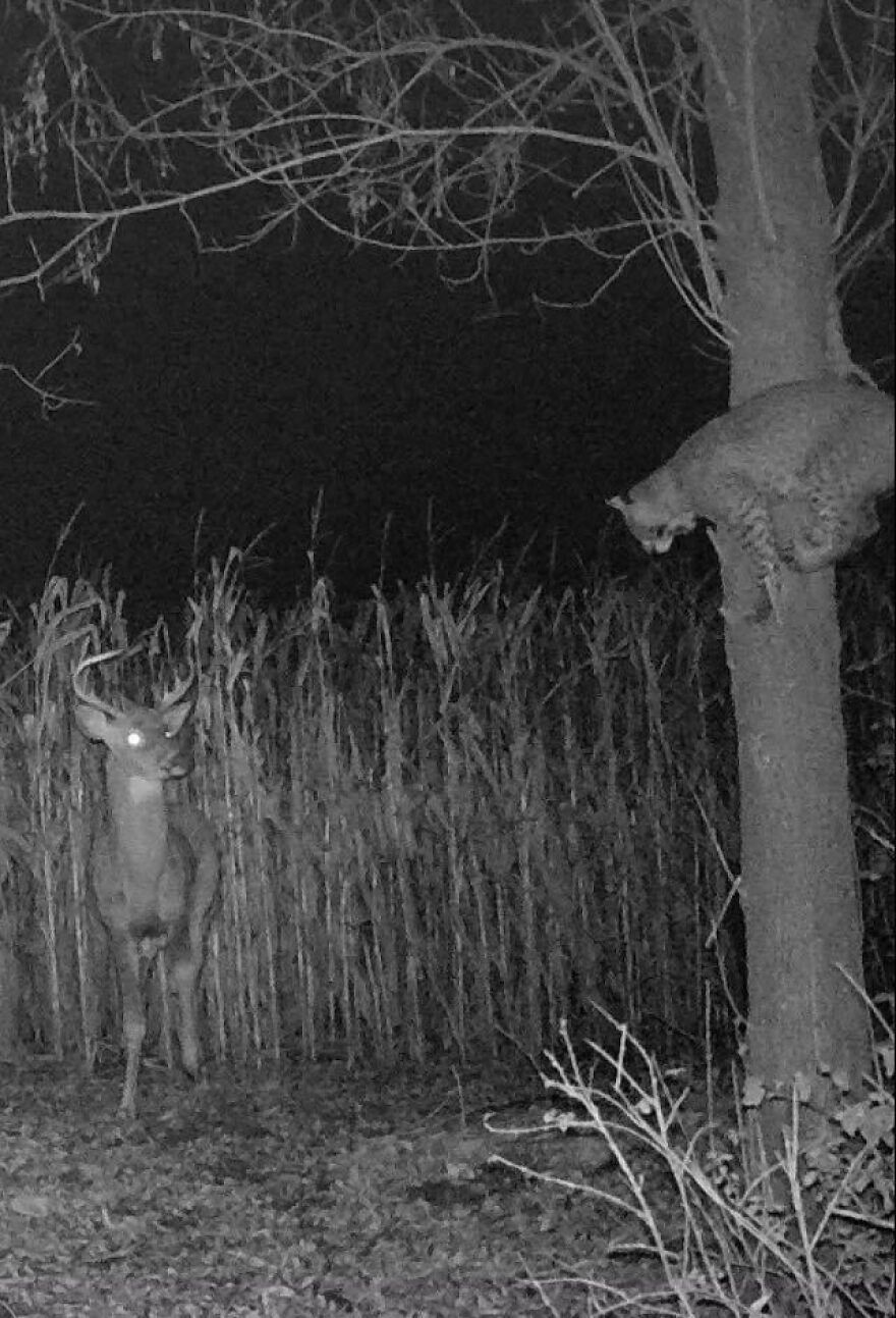 Animal salvaje en la naturaleza nocturna, creando escenas que inspiran miedo en las creaciones de la madre naturaleza.