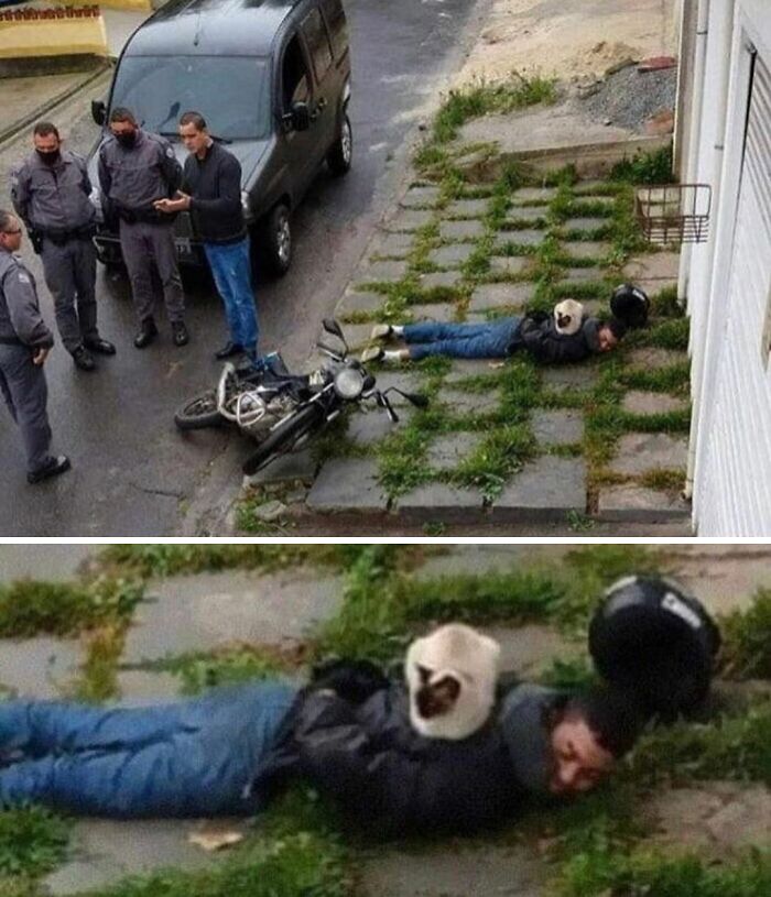 Hombre esposado en el suelo tras caída de moto con un gato sobre la espalda, imagen incómoda pero divertida.