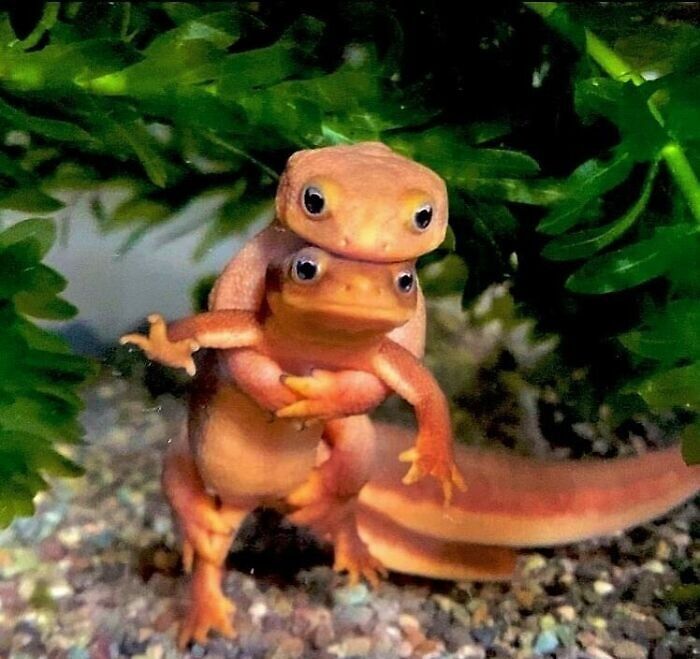 Peces anfibios en postura incómoda bajo plantas verdes, imagen realmente incómoda y divertida con tema me quiero ir.