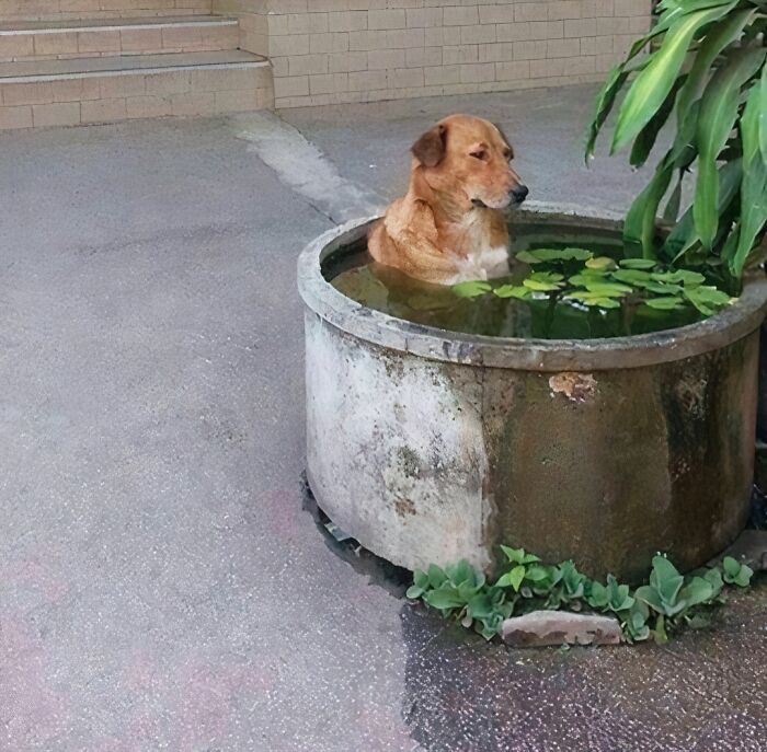 Perro dentro de una maceta con agua y plantas, imagen realmente incómoda pero divertida que expresa me quiero ir.