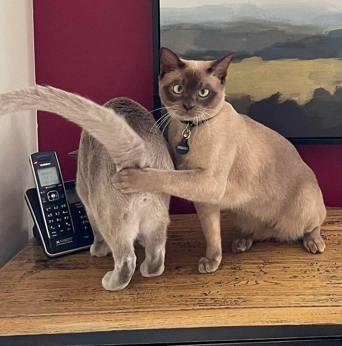 Gato sujetando a otro gato en una pose incómoda y divertida sobre una mesa de madera, expresión seria.