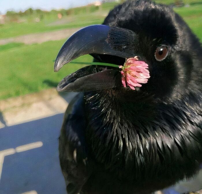 Cuervo negro con una flor rosada en el pico, imagen realmente incómoda y divertida que refleja ganas de irse.