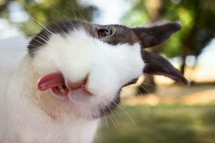 Conejo con cara divertida y expresión extraña sacando la lengua en un entorno natural, fotos de animales con caras graciosas.