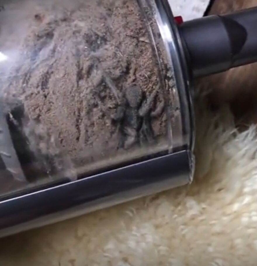Araña tarántula atrapada en un recipiente de aspiradora, una de las creaciones de la madre naturaleza que da miedo.