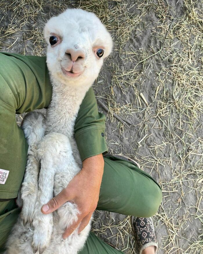 Cría de animal con cara extraña y divertida siendo cargada por una persona en ropa verde sobre suelo con paja.