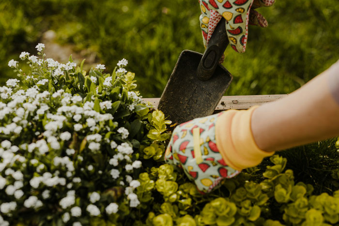 Persona con guantes de jardinería usando una palita para cuidar plantas en tendencias hogareñas de la vieja escuela.
