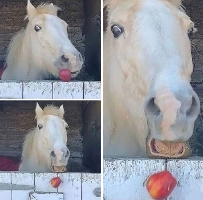 Caballo divertido atrapando una manzana con la boca, una imagen divertida y absurda de animales que alegra el día.