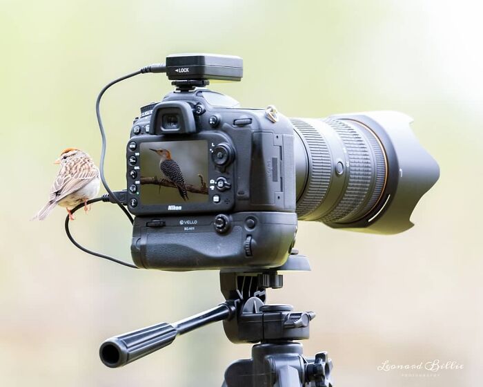 Cámara profesional para fotografía de naturaleza con ave posada y otro pájaro captado en pantalla, emboscando al fotógrafo.