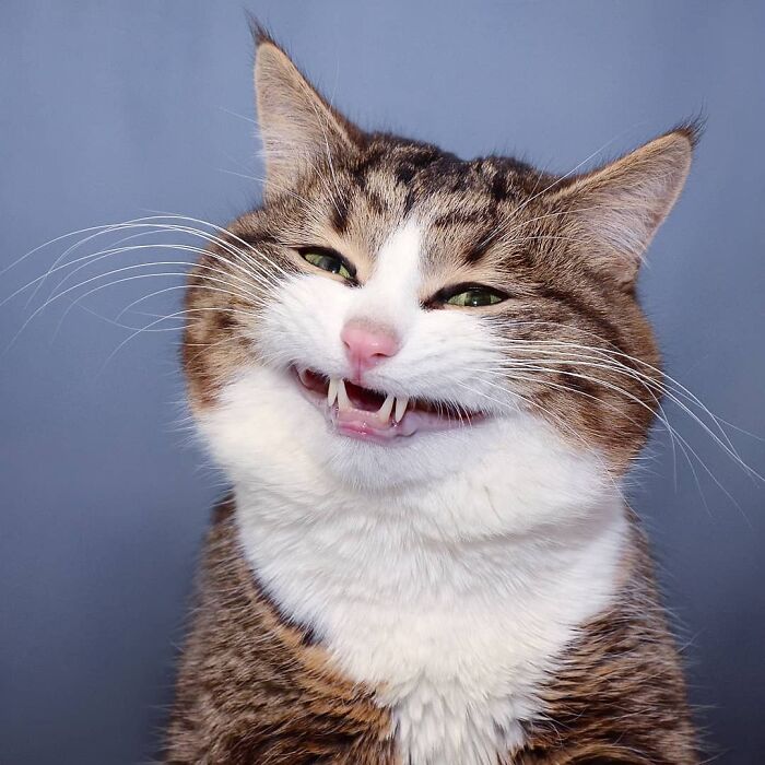 Gato con expresión divertida y cara extraña mostrando sus dientes y ojos entrecerrados en retrato cercano de animales.