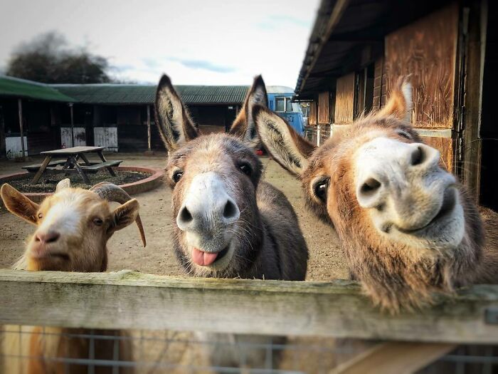 Animales con caras extrañas y divertidas asomándose por la cerca en un ambiente rural con establos al fondo.