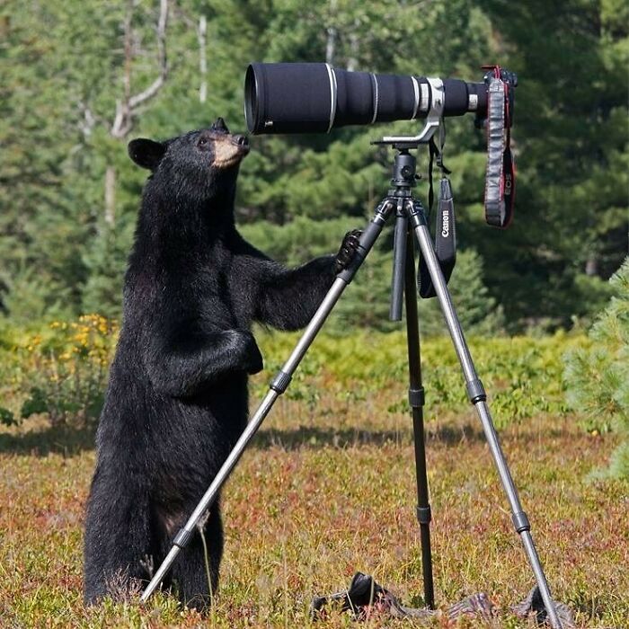 Oso curioso interactuando con cámara profesional de fotógrafos de la naturaleza en un entorno natural.