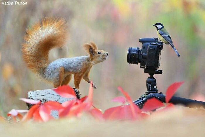 Ardilla y pájaro interactuando con cámara en trípode en bosque, fotografía de naturaleza y animales en hábitat natural.