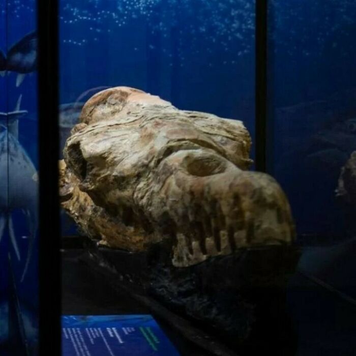 Cráneo fósil antiguo exhibido en museo mostrando datos históricos interesantes poco conocidos.