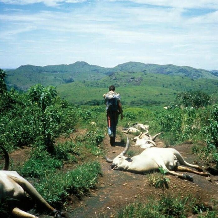 Hombre caminando entre ganado muerto en paisaje rural verde, ilustrando datos históricos interesantes poco conocidos.