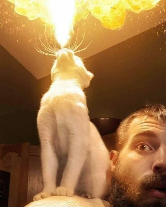 Gato blanco en el hombro de un hombre, con efecto de fuego saliendo de su boca, fotos de gatos adorables animándote.