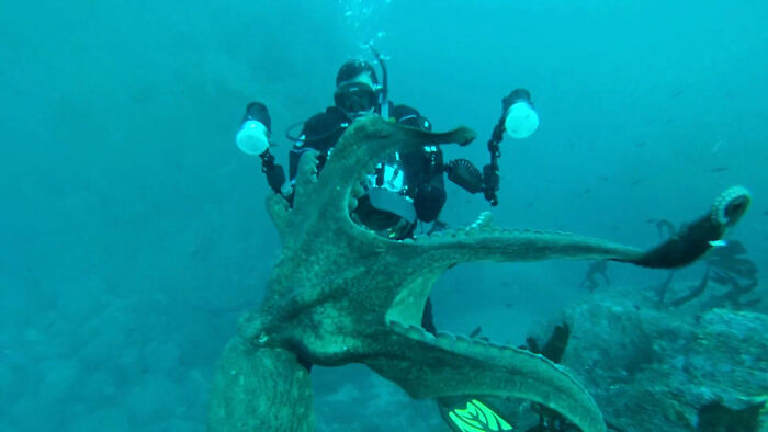 Fotógrafo de la naturaleza siendo sorprendido por un pulpo mientras bucea y trata de capturar imágenes submarinas.