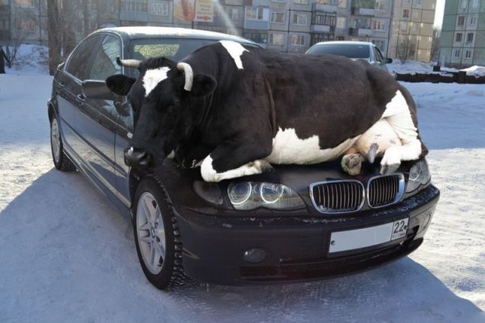 Vaca incómoda acostada sobre el capó de un auto negro en un estacionamiento nevado, imagen divertida y extraña.