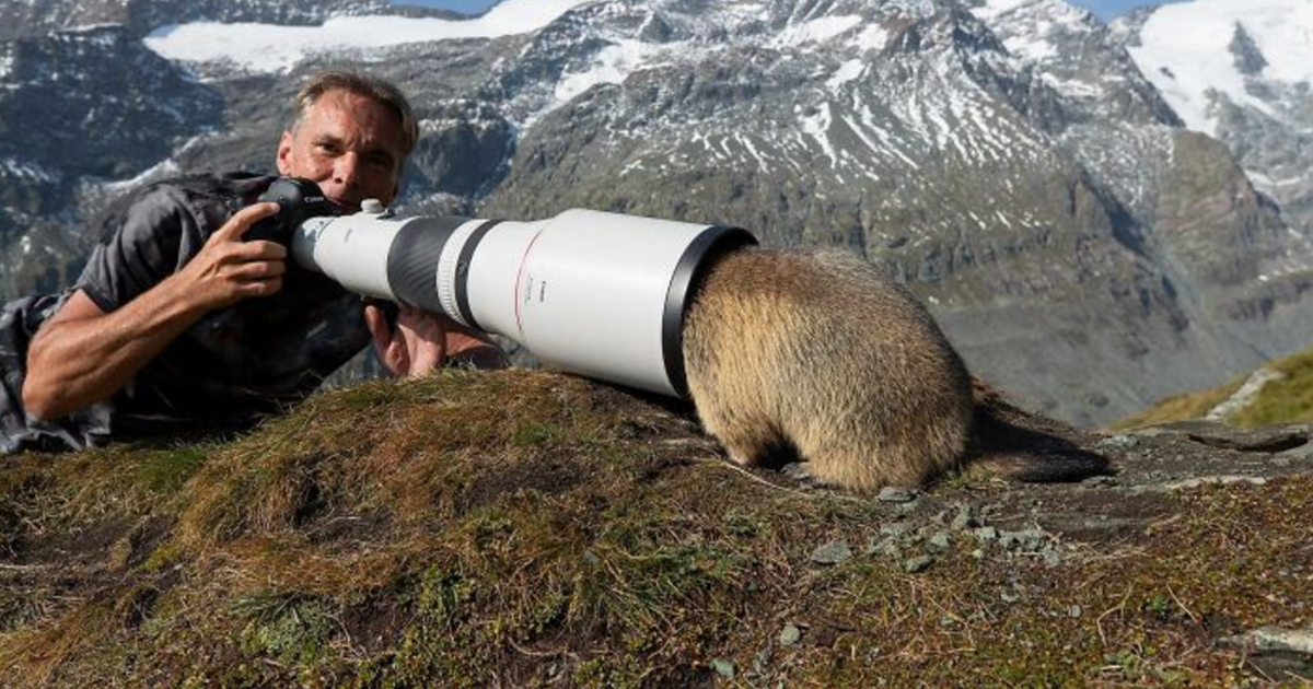 Fotu00f3grafo de la naturaleza con cu00e1mara y teleobjetivo mientras un animal curioso asoma dentro del lente en un paisaje montau00f1oso.