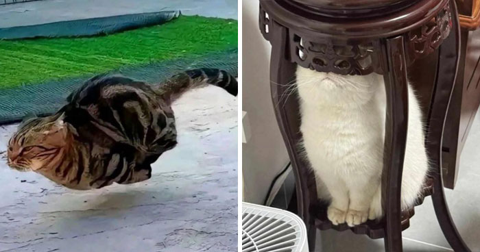 21 Fotos de gatos siendo tan graciosos como adorables