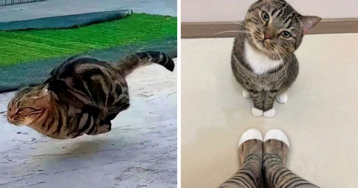 Gatos graciosos y adorables, uno saltando en el aire y otro mirando curioso junto a calcetas de gato a juego.
