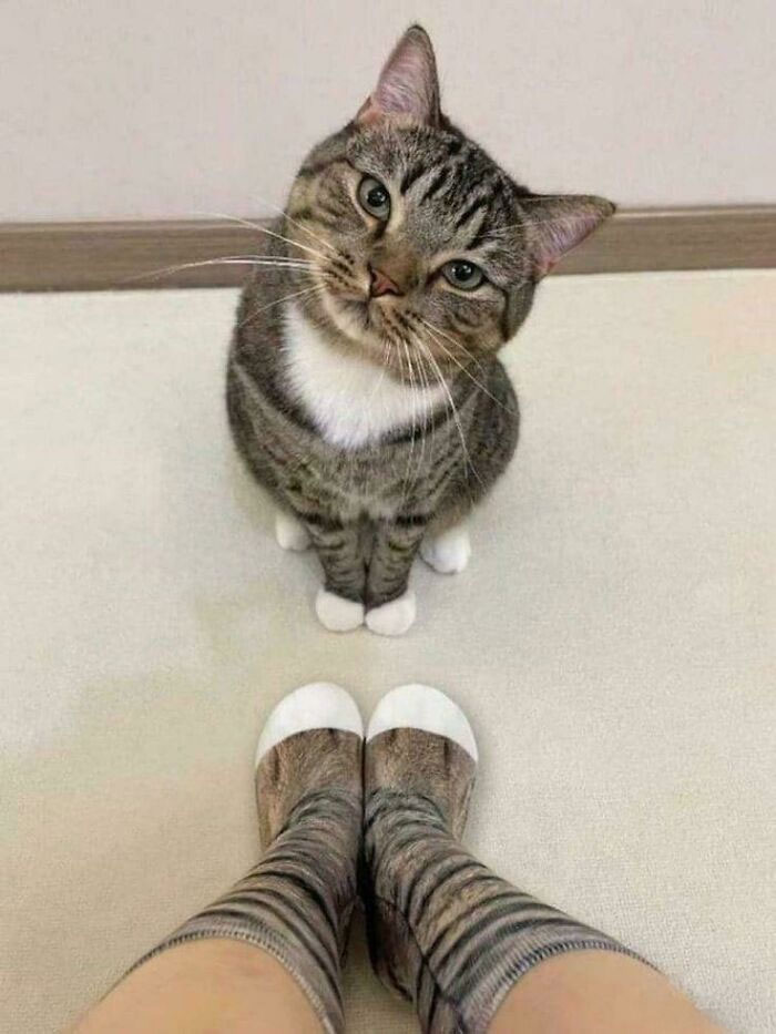 Gato con expresión tierna y divertida junto a persona que usa calcetas con diseño de gato, mostrando fotos de gatos graciosos y adorables.