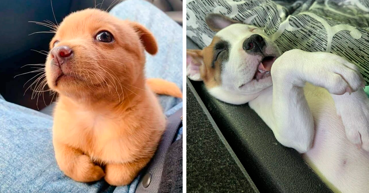 Perritos tiernos y adorables en diferentes poses mostrando su ternura en fotos puras de perretes.