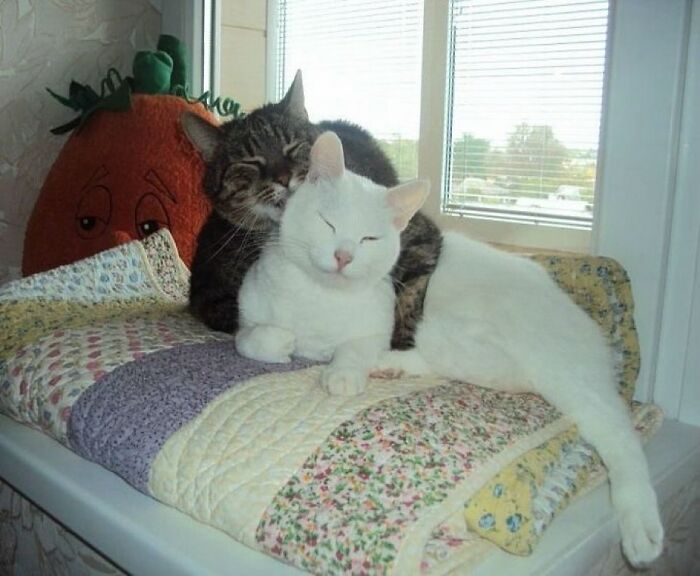 Dos gatos adorables, uno blanco y otro atigrado, abrazados y descansando sobre una colcha junto a una ventana iluminada.