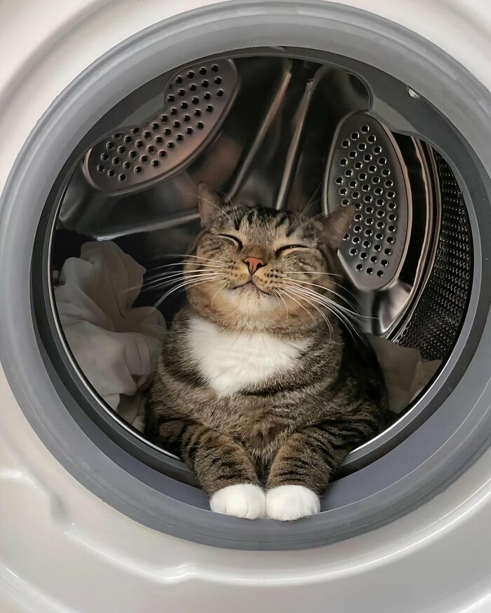 Gato adorable descansando dentro de una lavadora con ropa, mostrando expresión relajada y feliz.