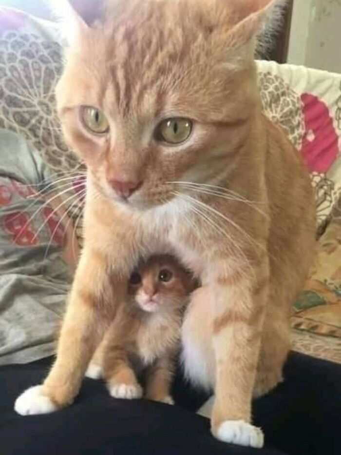 Gato adulto naranja cuidando a un pequeño gato cachorro, foto adorable para animar con fotos de gatos adorables.
