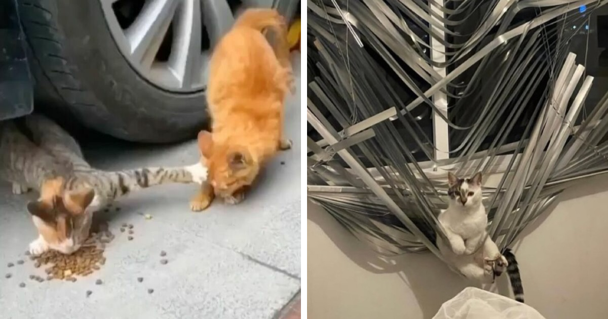 Gatos adorables comiendo juntos cerca de una llanta y gato blanco descansando en persianas dobladas.