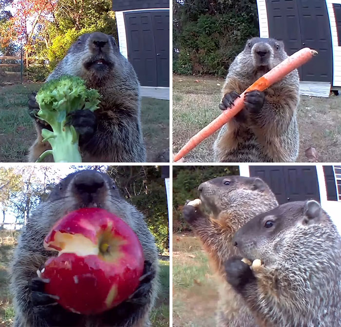 Marmotas divertidas en la naturaleza comiendo verduras y frutas en momentos inesperados al aire libre.