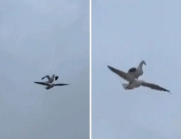 Pareja de aves en vuelo con un momento divertido e inesperado en la naturaleza capturado en el cielo gris.