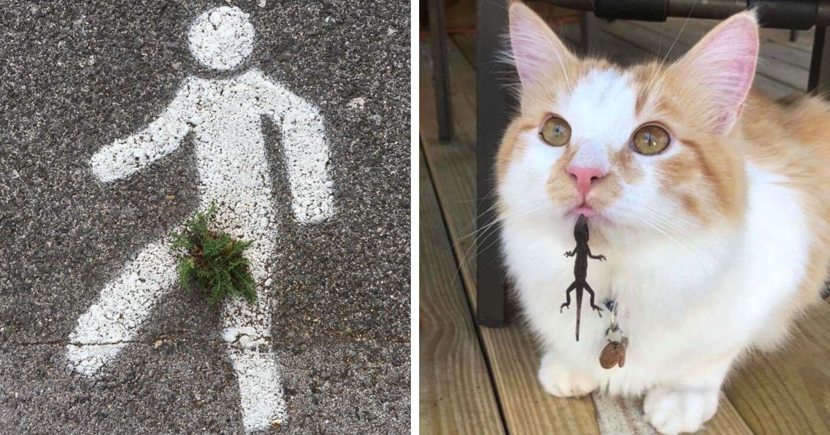 Momento divertido en la naturaleza con pintura de peatu00f3n y planta, y gato sosteniendo un lagarto en la boca.