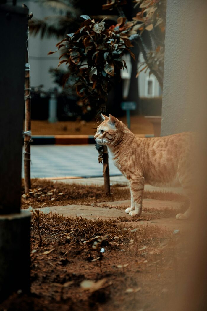 Gato naranja observando atento en un jardín, simbolizando la atención y dedicación de detectives privados en sus casos.