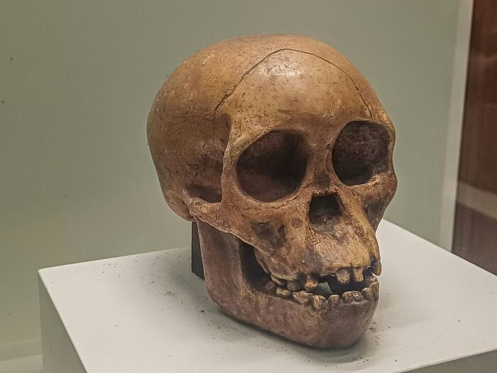 Calavera antigua en exhibición museística, representando datos fascinantes sobre la historia y evolución humana.