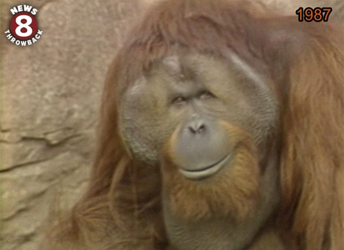 Orangután en primer plano en video antiguo de 1987 mostrando datos sorprendentes que demuestran lo poco que sabemos.