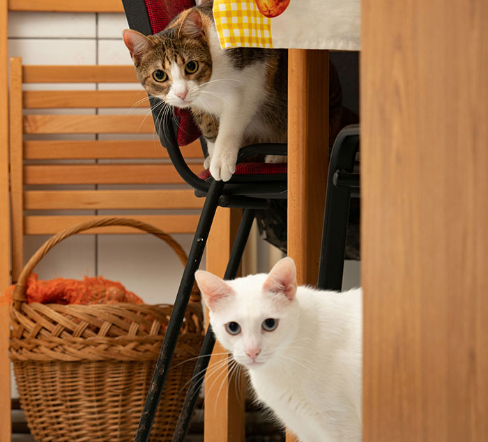 Dos gatos curiosos en una cocina mostrando datos sorprendentes sobre lo poco que sabemos en realidad.