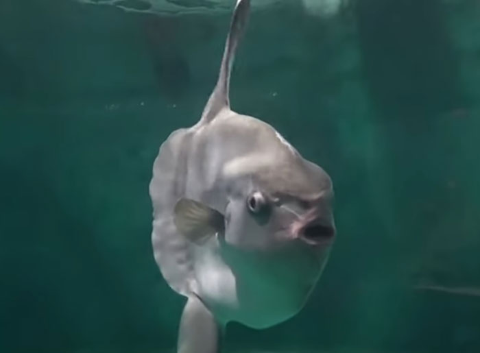 Pez raro nadando en agua clara, ilustrando datos sorprendentes que demuestran lo poco que sabemos en realidad.