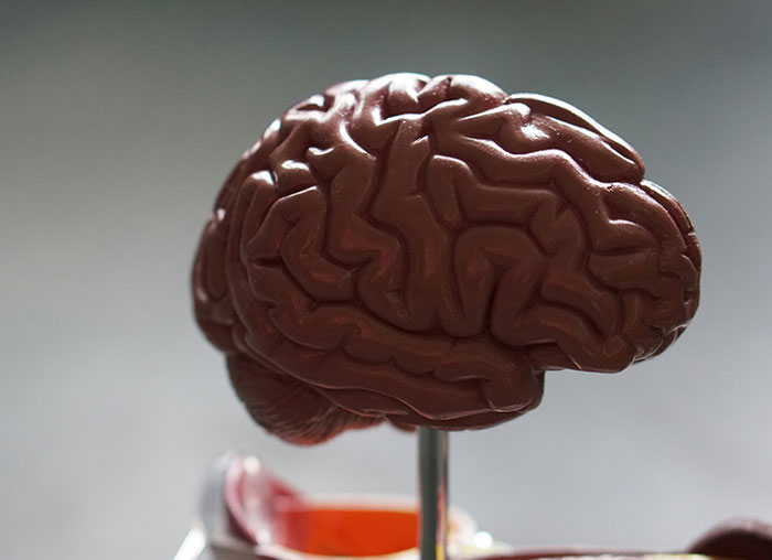 Modelo de cerebro humano en primer plano, representando datos sorprendentes sobre lo poco que sabemos en realidad.