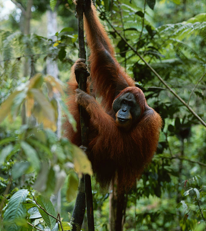 Orangután en la selva tropical sosteniéndose de un árbol, ilustrando datos sorprendentes sobre la naturaleza y el aprendizaje.