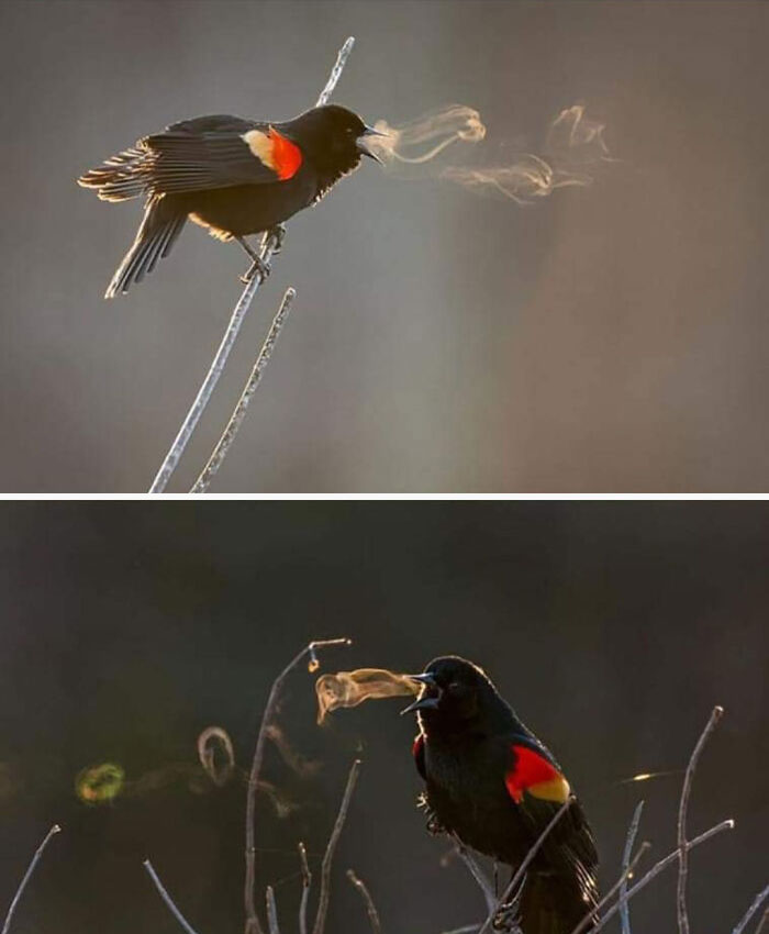 Pájaro negro con marcas rojas expulsando vapor al cantar en ramas, mostrando cosas interesantes de la naturaleza.