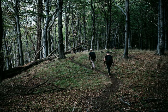 Dos personas caminando por un sendero en un bosque oscuro, simbolizando secretos familiares desquiciados y deprimentes.