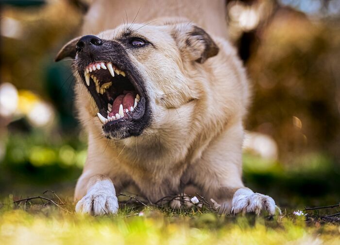 Perro gruñendo con dientes expuestos, simbolizando la intuición ignorada que algunos lamentaron.