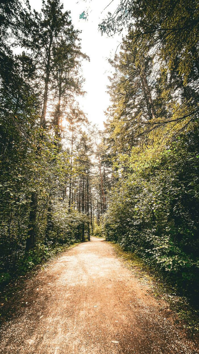 Camino en bosque iluminado por el sol entre árboles altos, simbolizando personas que ignoraron su intuición.