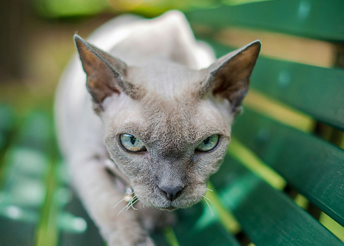Gato con mirada intensa sentado en un banco verde, representando curiosidades y casos extraños de investigadores privados.