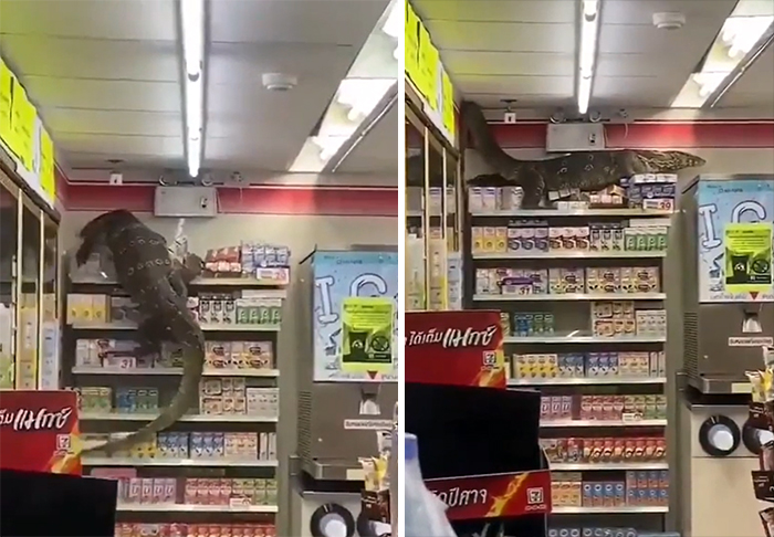 Lagarto gigante trepando estanterías en una tienda, una de las creaciones de la madre naturaleza que asustan.