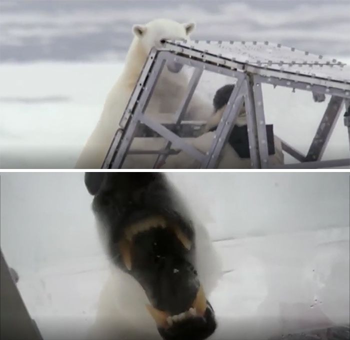 Oso polar mostrando conducta agresiva en contacto cercano, una de las creaciones de la madre naturaleza que inspiran miedo.